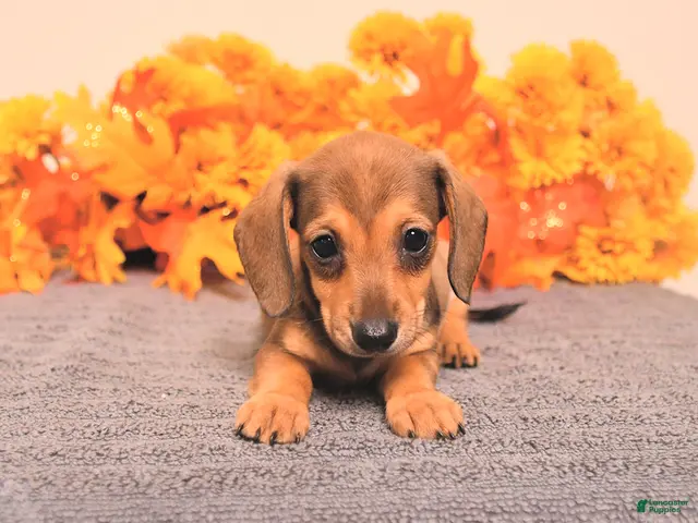 Miniature Dachshund dogs for sale: Riah - Ad 2