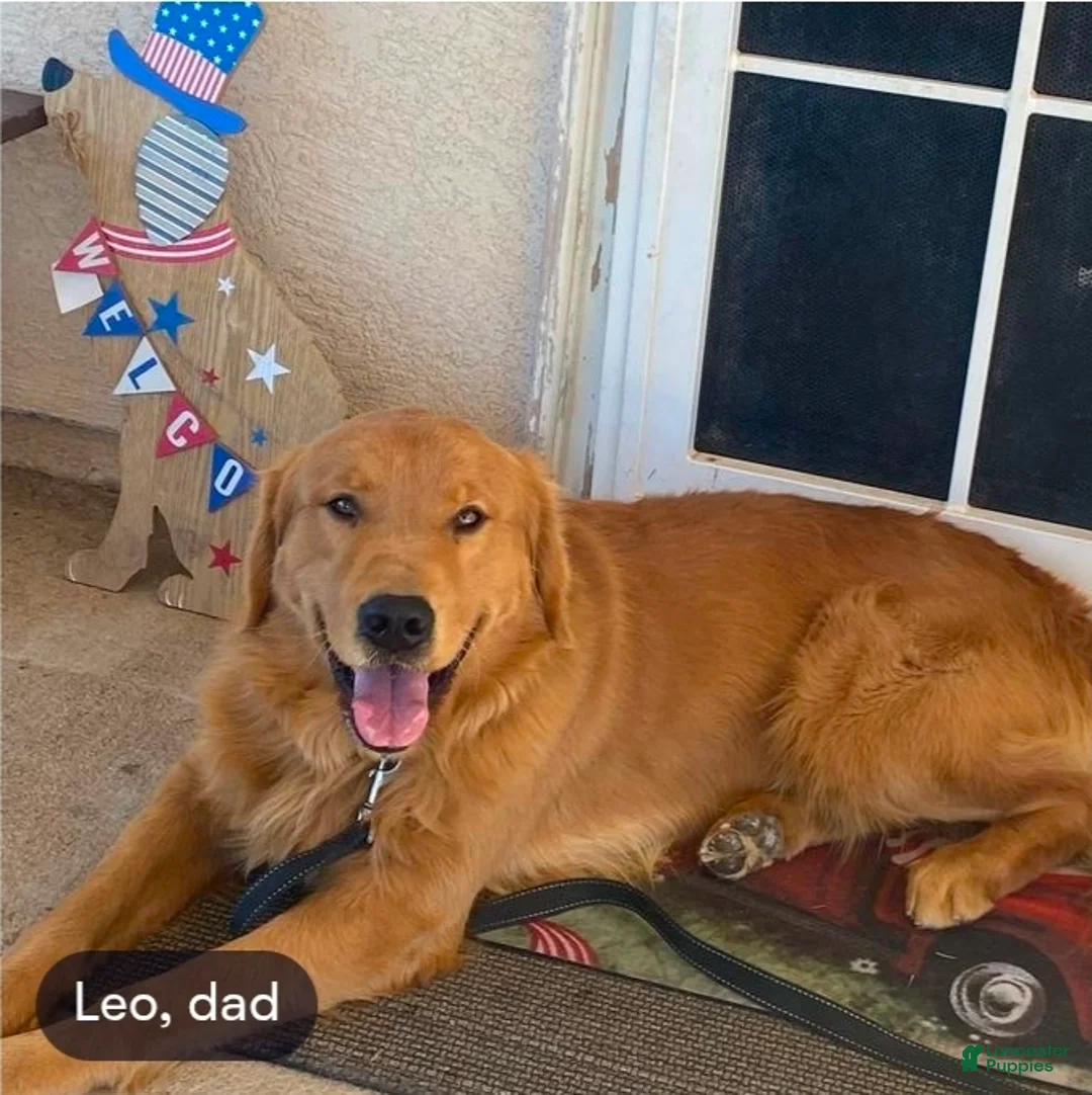 Goberian dogs for sale: Siberian husky/ golden retriever Puppy 6 - Ad 3