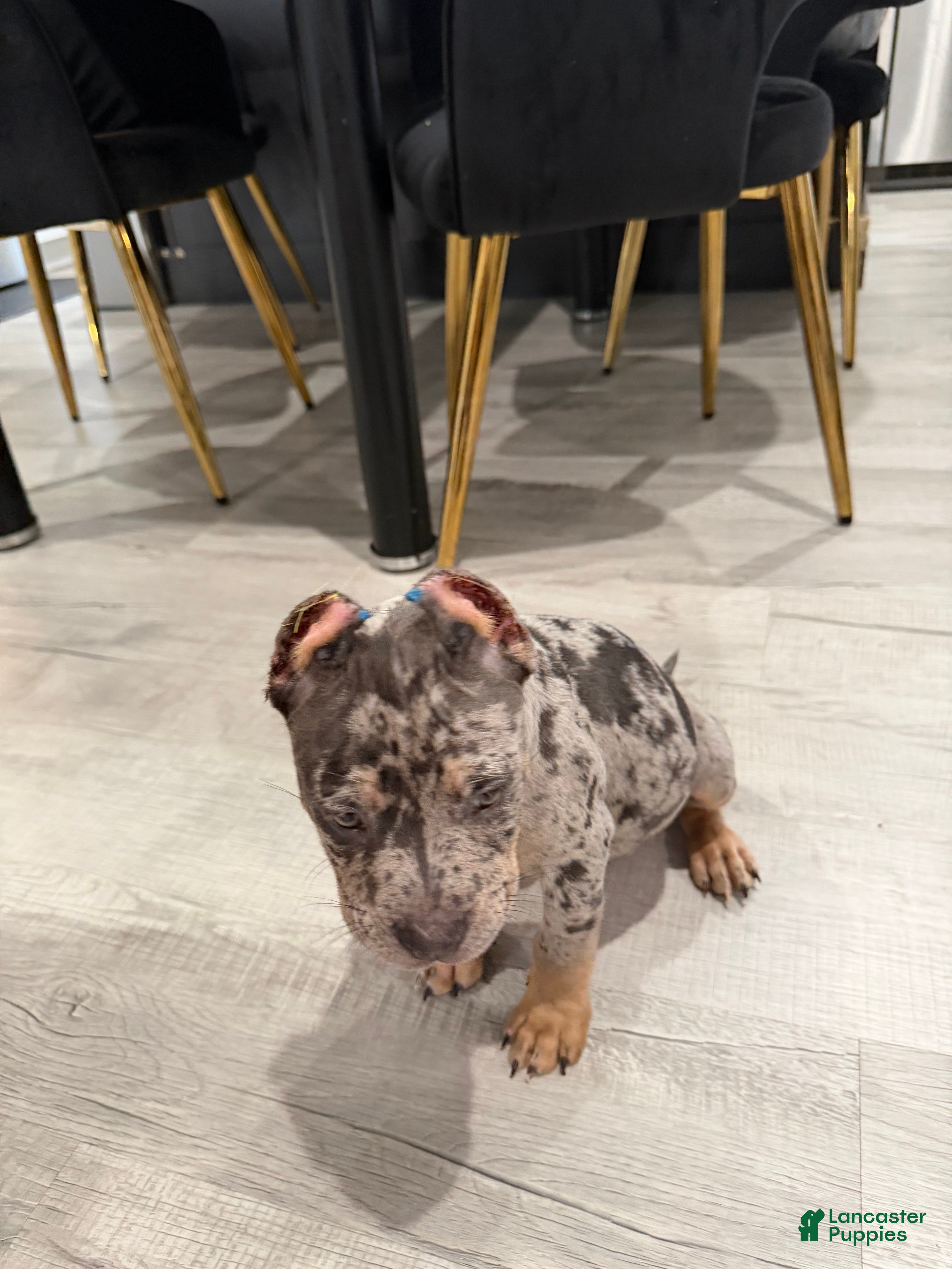 American Bully dogs for sale: American Bully 2 - Ad 3