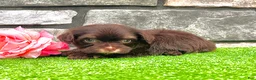 Havanese dogs for sale: Chloe - Ad 3