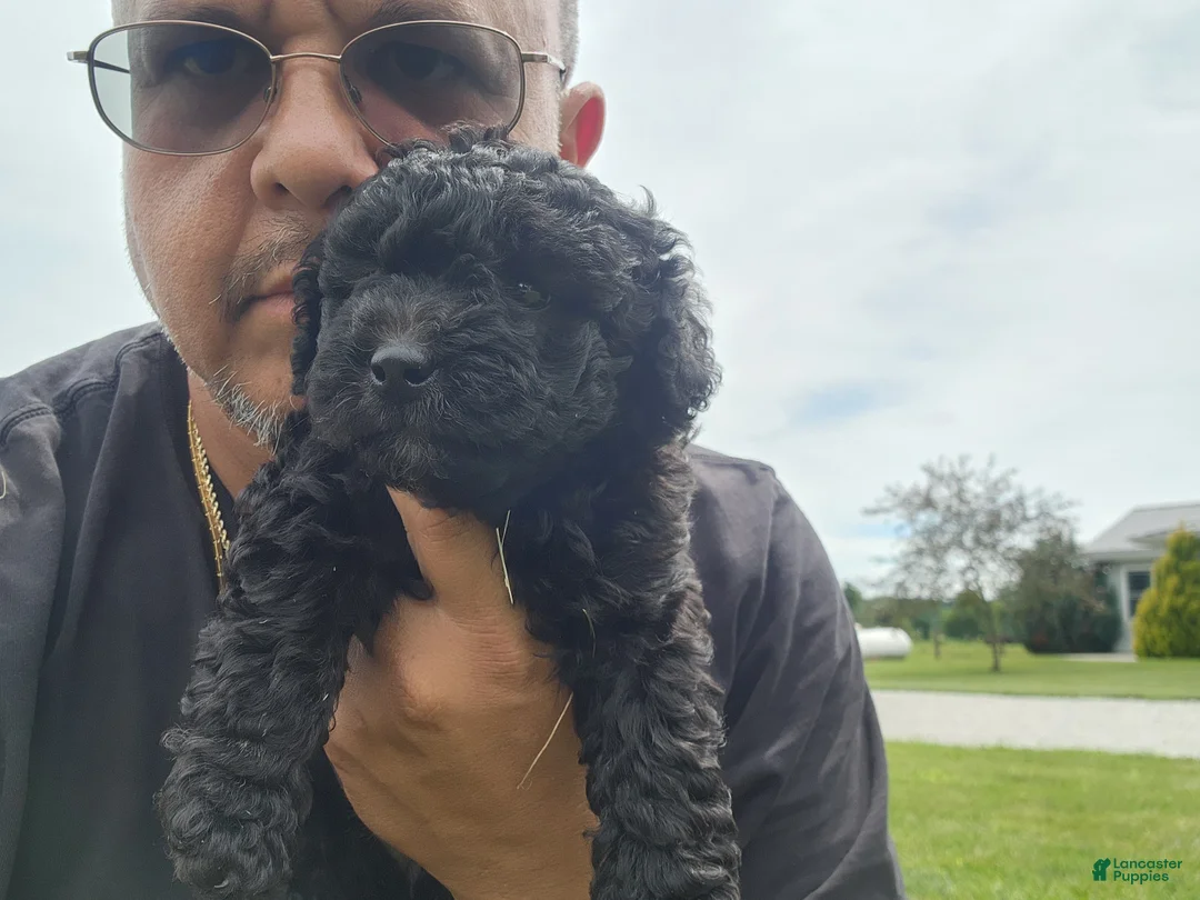 Mini Goldendoodle dogs for sale: Kira - Ad 2