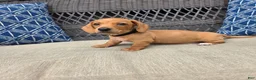 Miniature Dachshund dogs for sale: Black boy  - Ad 6