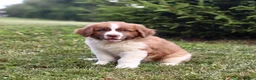 Saint Berdoodles dogs for sale: Bear - Ad 9