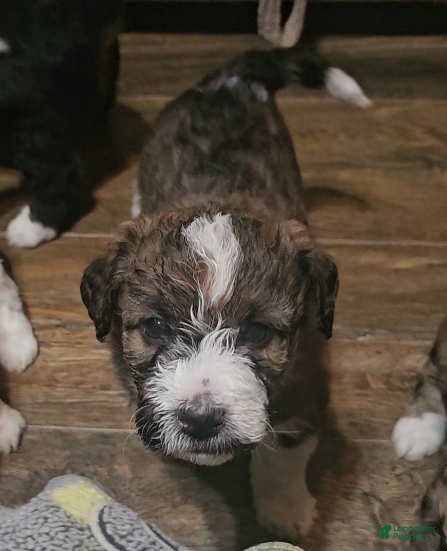 Mixed Breed dogs Nancy girl - Ad 22