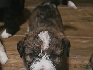 Mixed Breed dogs Nancy girl - Ad 22