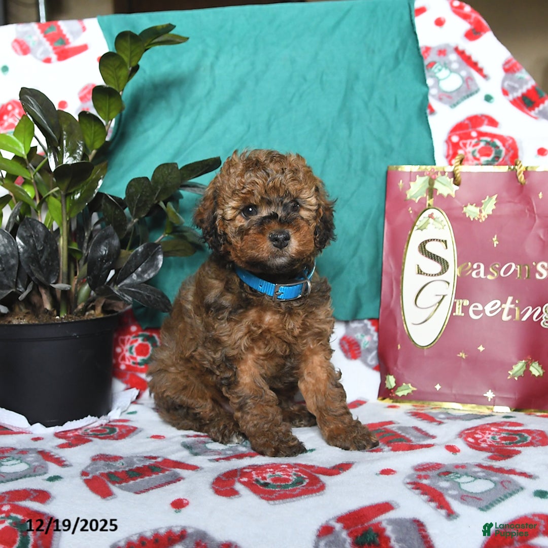 Cavapoo dogs for sale: Romeo - Ad 2