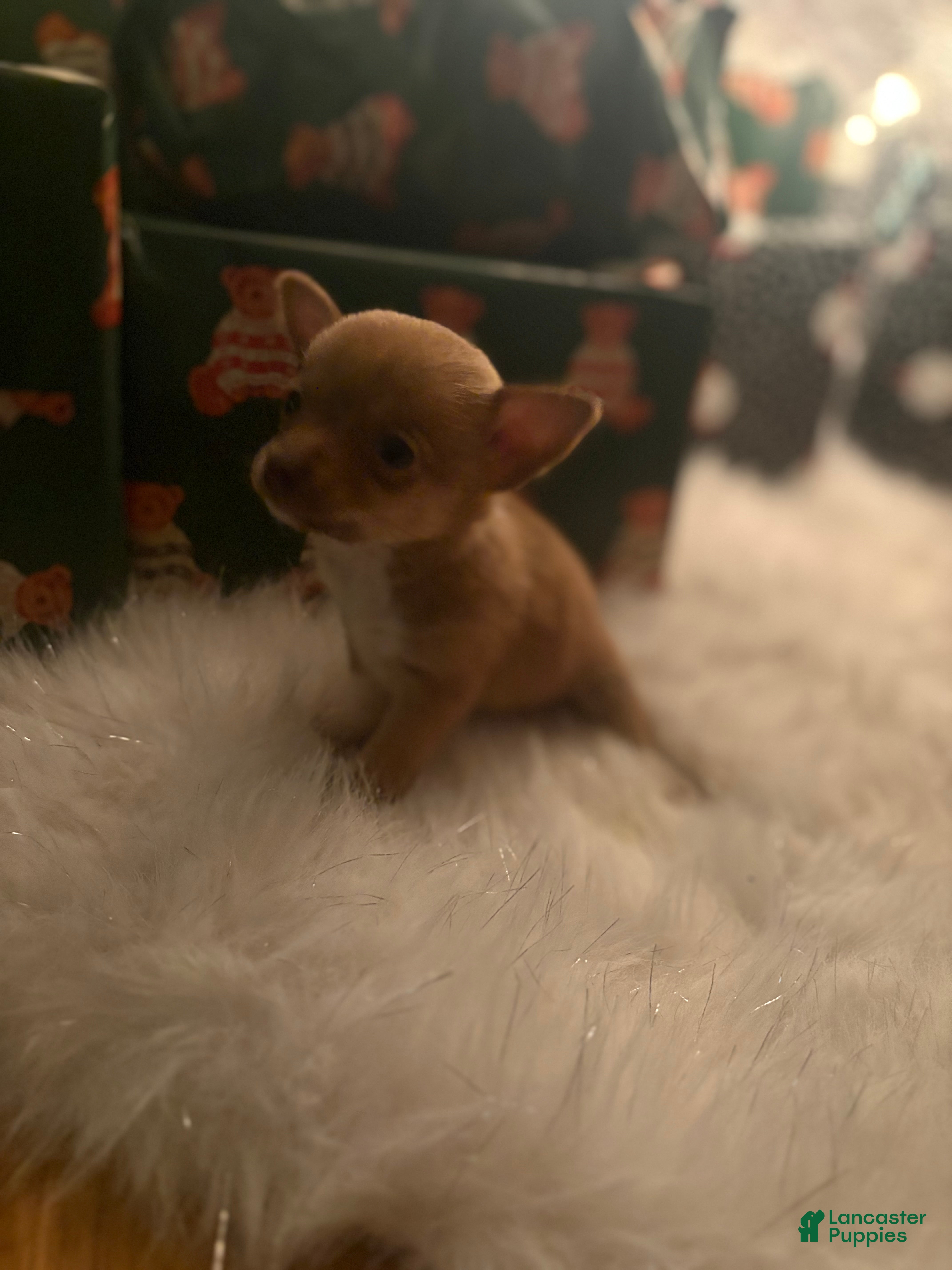 Pomchi dogs Pomchi Puppy 2 nick - Ad 8