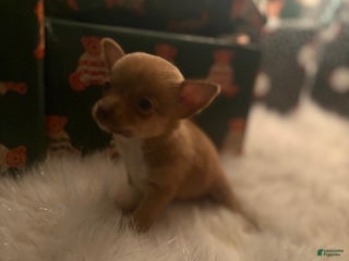 Pomchi dogs Pomchi Puppy 2 nick - Ad 10