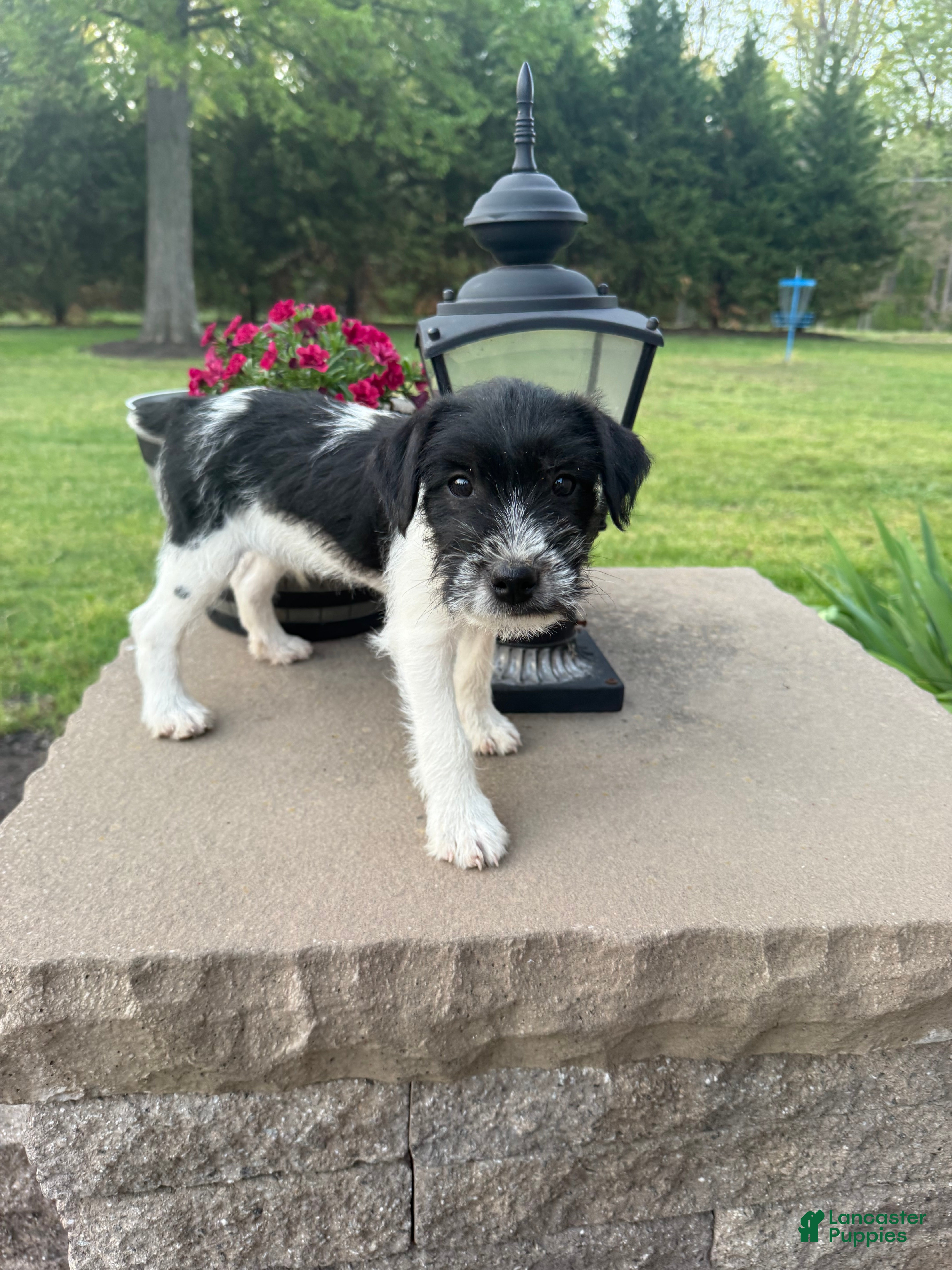 Jack Russell Terrier dogs Jrtca Ruger - Ad 2