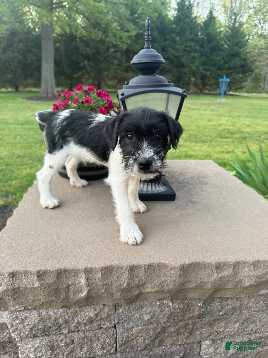 Jack Russell Terrier dogs for sale: Jrtca Ruger - Ad 2