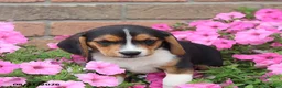 Beagle dogs for sale: Roscoe - Ad 5