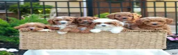 Cavapoo dogs for sale: Hunter  - Ad 4
