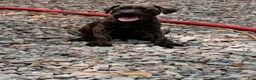 Cane Corso dogs for sale: Cane Corso Puppy 1 - Ad 23