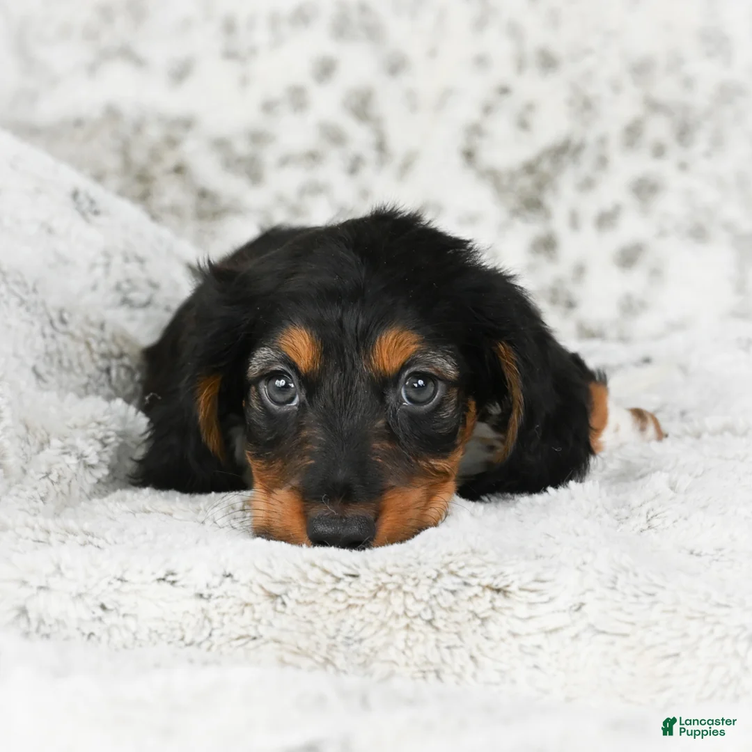 Miniature Dachshund dogs for sale: Charlie - Ad 12
