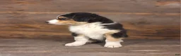 Australian Shepherd dogs for sale: Benjamin - Ad 12