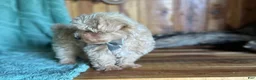Maltipoo dogs for sale: Maltipoo Puppy 1 - Ad 7