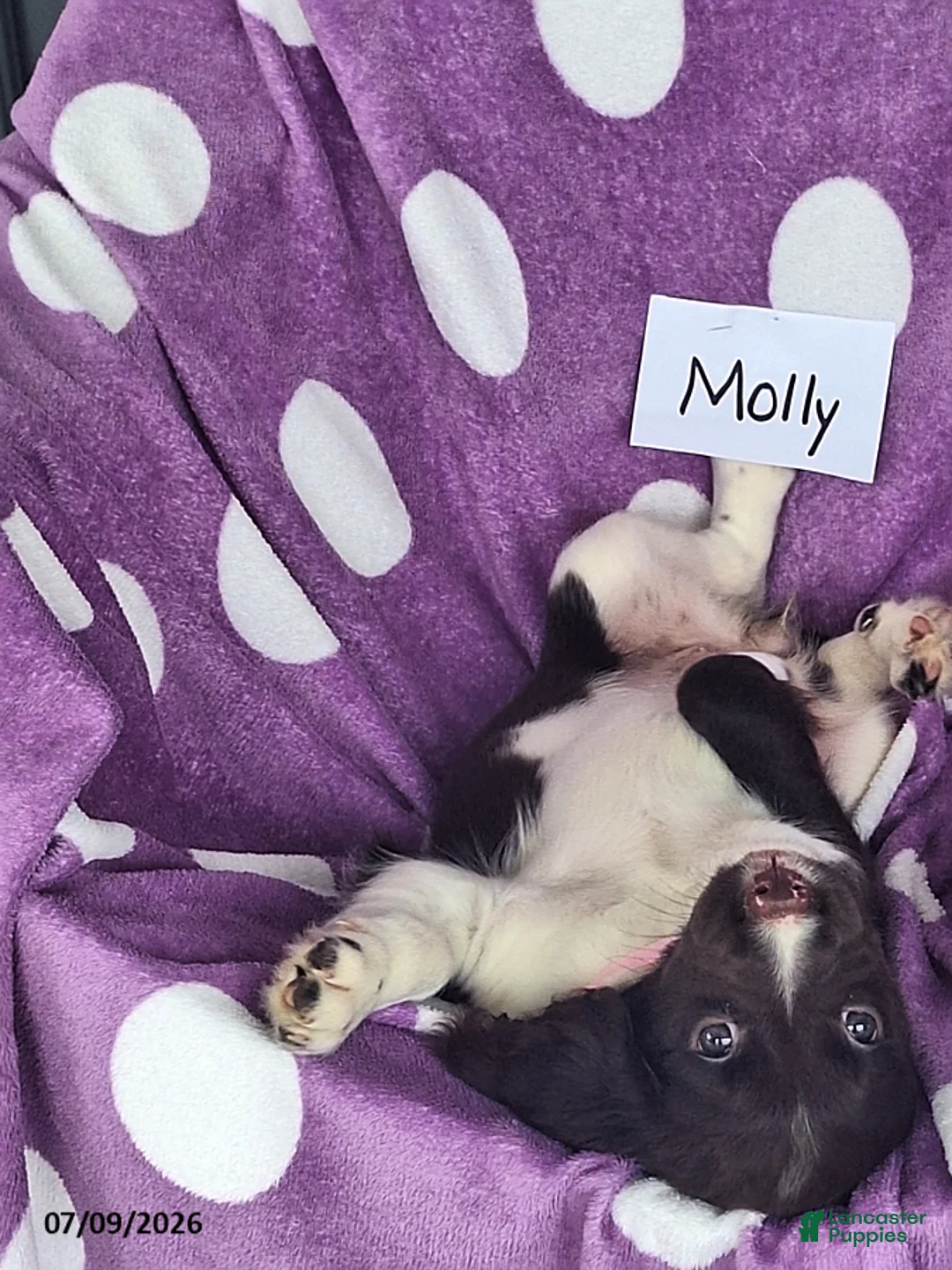 English Springer Spaniel dogs for sale: Molly - Ad 9