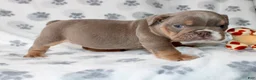 English Bulldog dogs for sale: Penny - Ad 3