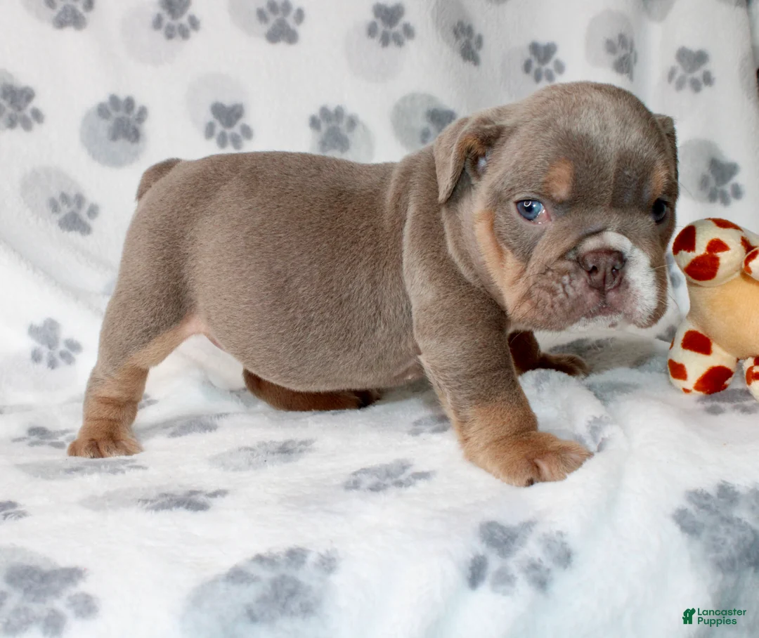 English Bulldog dogs for sale: Penny - Ad 3