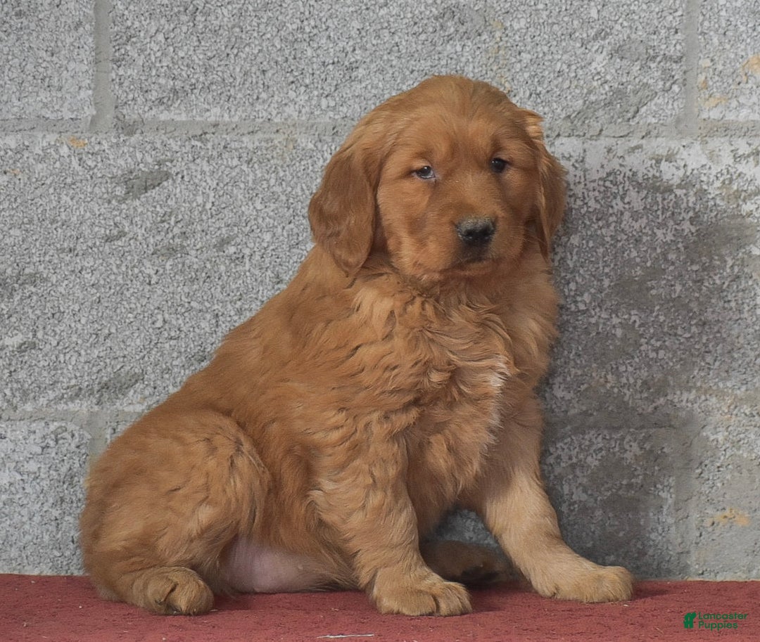 Golden Retriever dogs for sale: Daisy - Ad 6
