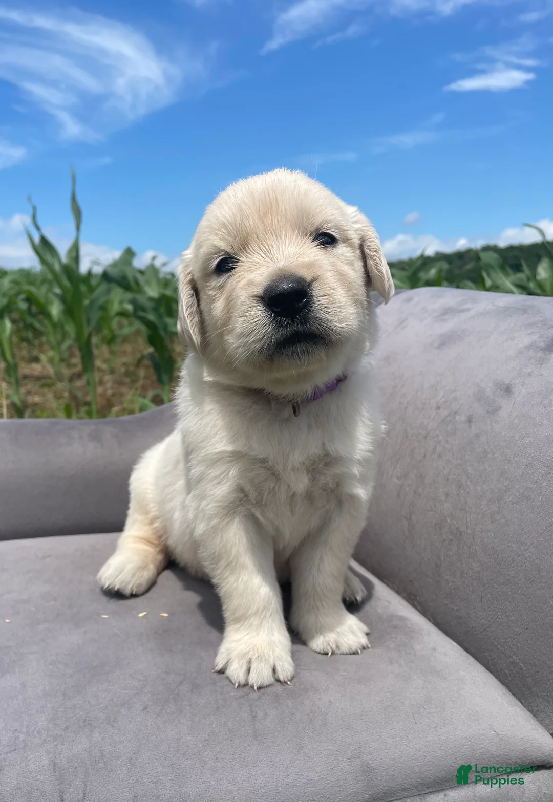 Golden Retriever dogs for sale: Iris - Ad 1