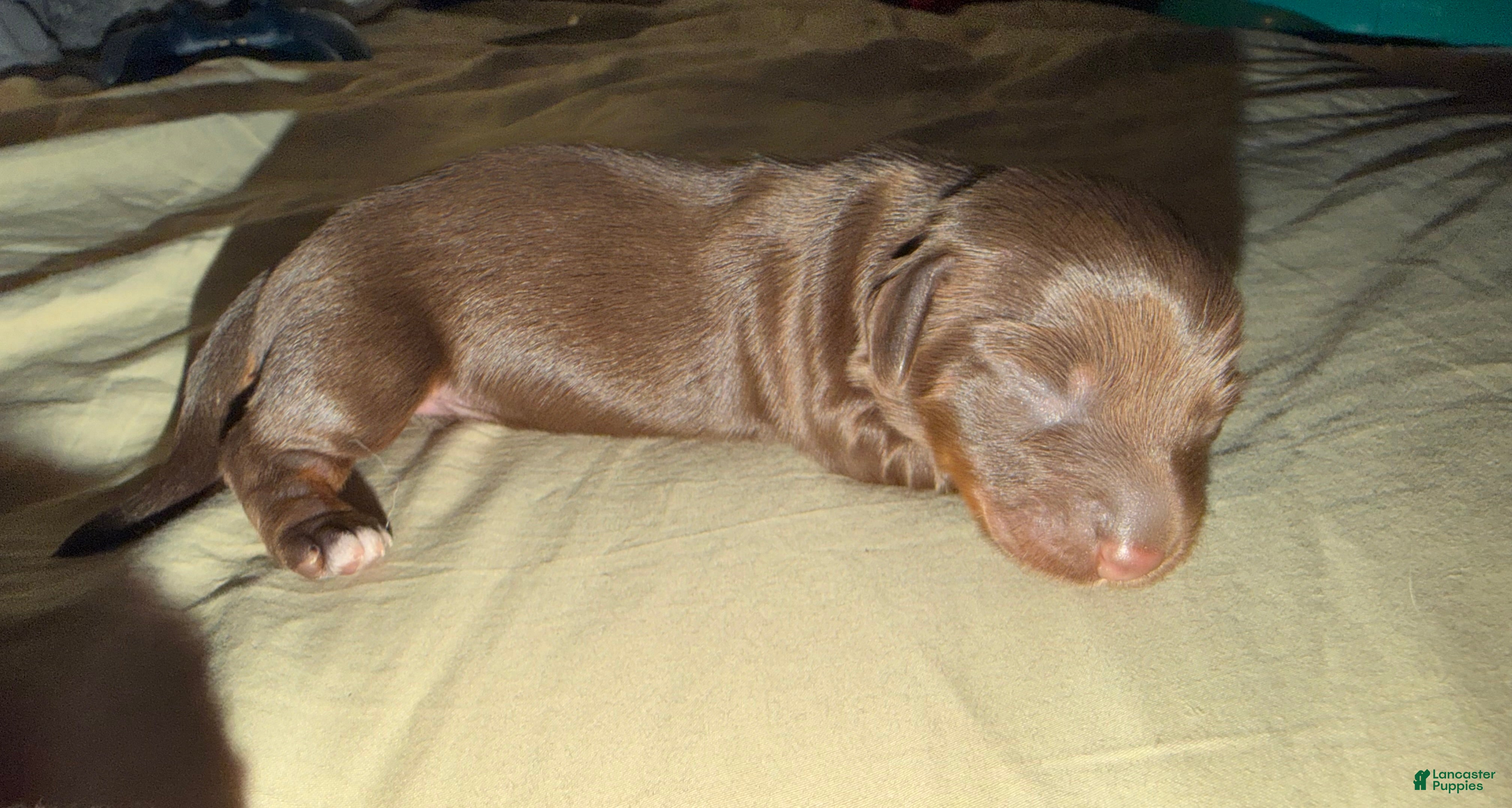 Miniature Dachshund dogs Miniature Dachshund Puppy 3 - Ad 3