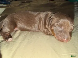 Miniature Dachshund dogs Miniature Dachshund Puppy 3 - Ad 3