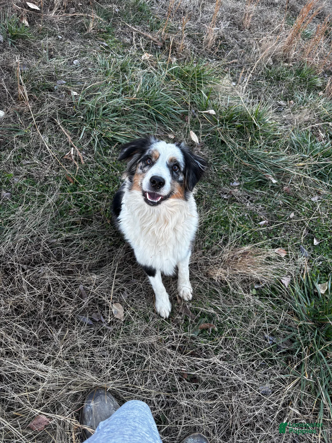 Mixed Breed dogs for sale: Mixed Breed Puppy 5 - Ad 2