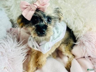 Toy Poodle dogs - Ad 36