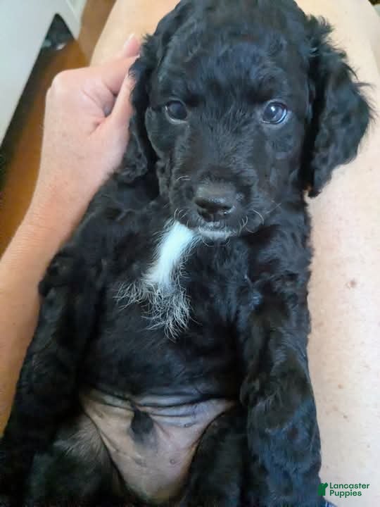 Mixed Breed dogs Mini Golden Bernedoodle- Nico - Ad 13