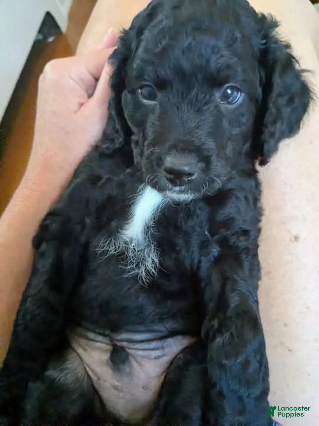 Mixed Breed dogs for sale: Mini Golden Bernedoodle- Nico - Ad 1