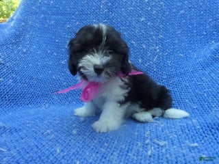 Maltipoo dogs - Ad 17