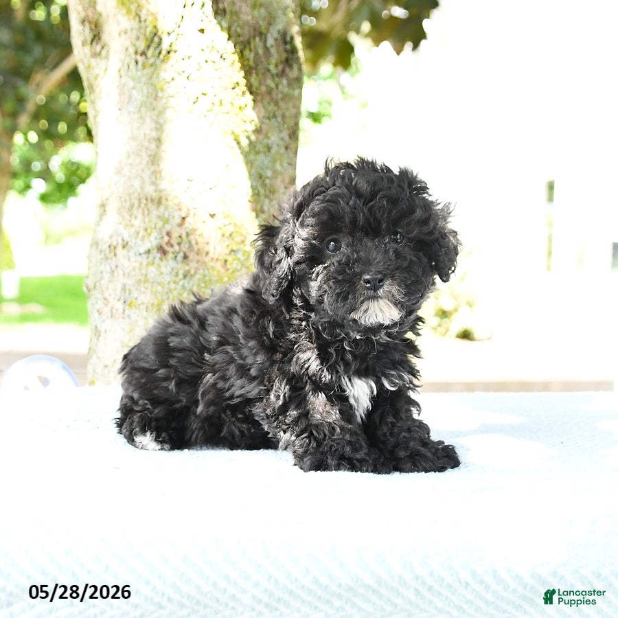 Maltipoo dogs Ira - Ad 1