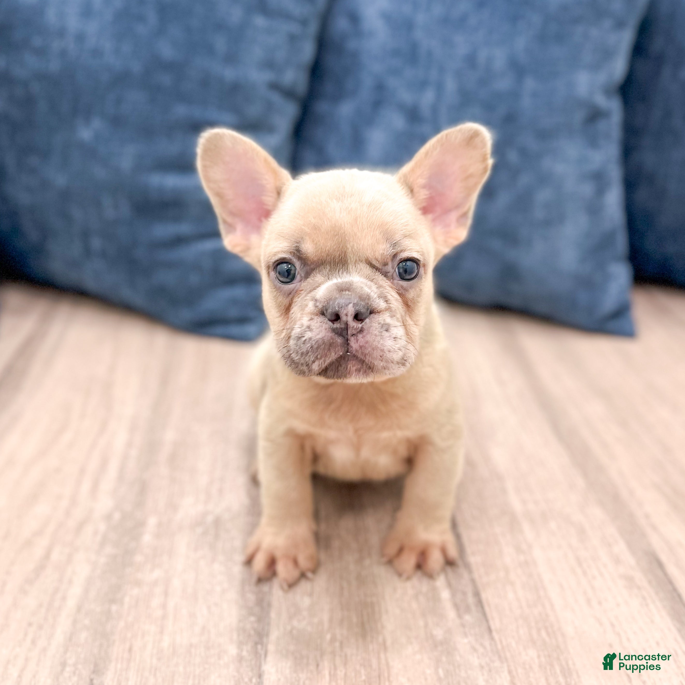 French Bulldog dogs Max - Ad 2