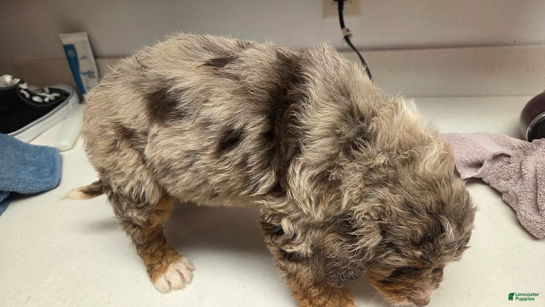 Bernedoodle dogs for sale: Bernedoodle Puppy 2 - Ad 6