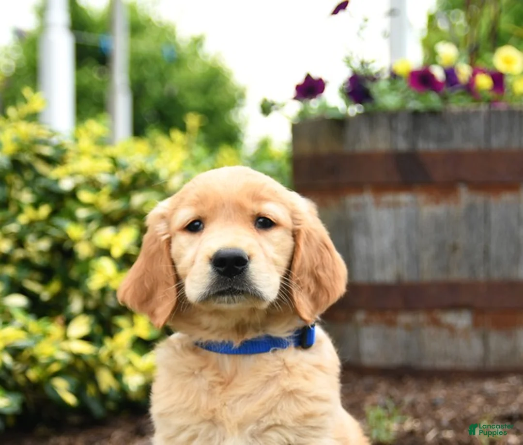 Golden Retriever dogs for sale: Jack  - Ad 3