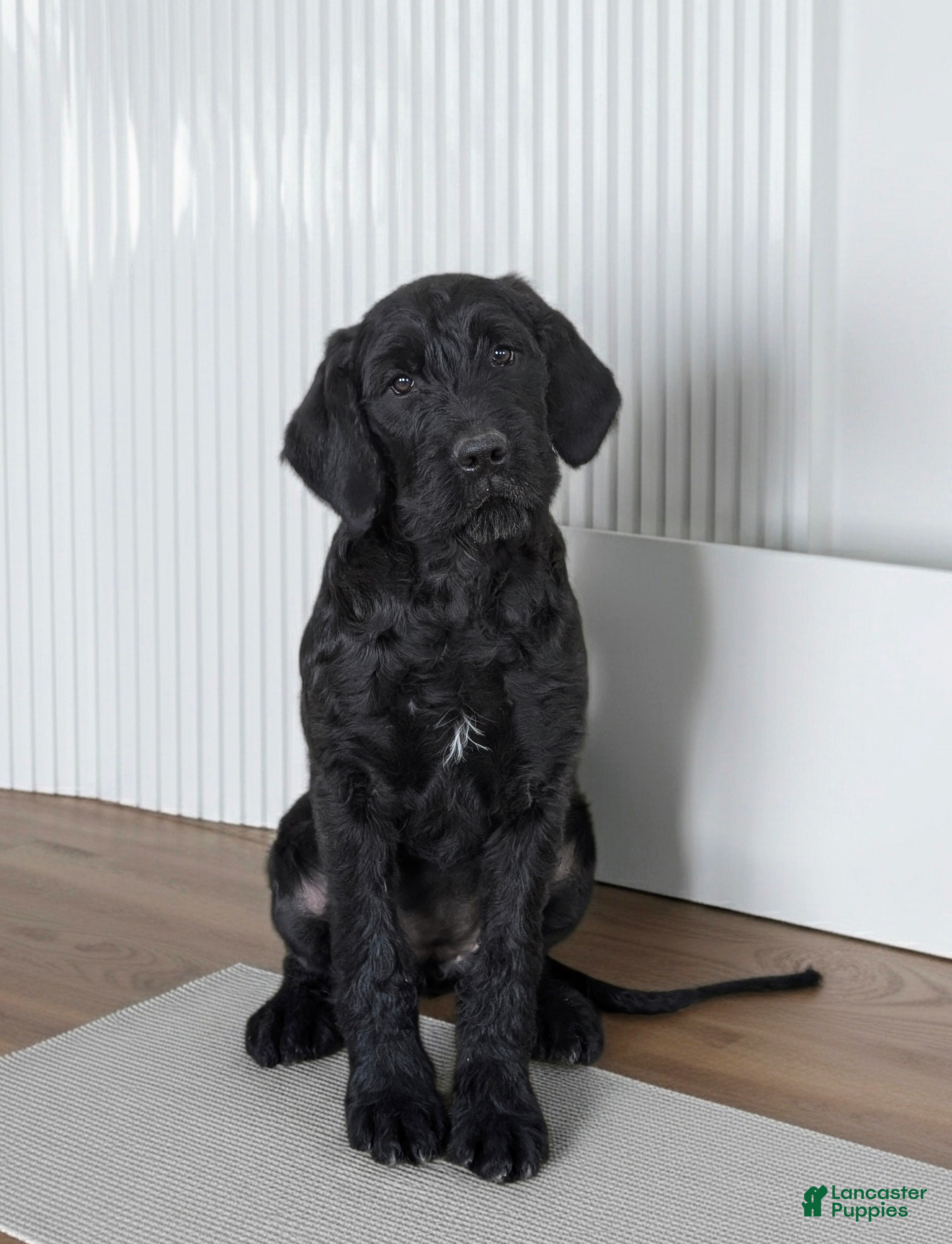 Mixed Breed dogs Audrey - Ad 2