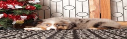 Miniature Australian Shepherd dogs for sale: Daisy - Ad 4