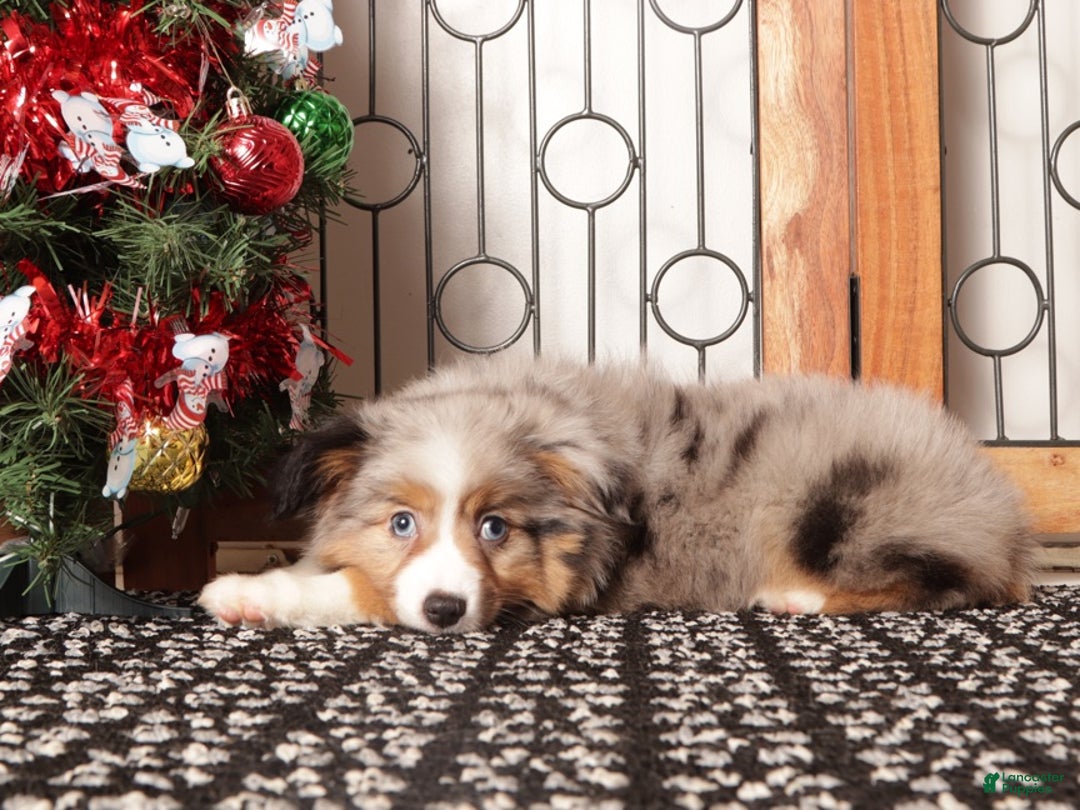 Miniature Australian Shepherd dogs for sale: Daisy - Ad 4