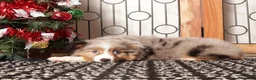 Miniature Australian Shepherd dogs for sale: Daisy - Ad 4
