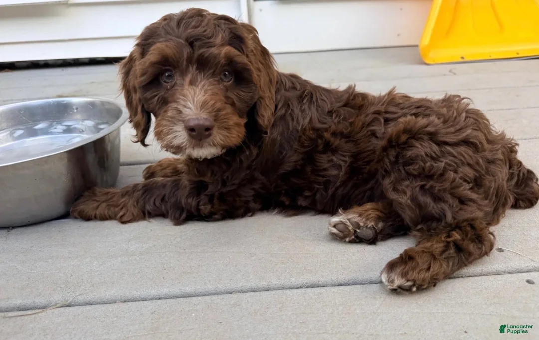 Mixed Breed dogs for sale: Austin Male - Ad 1
