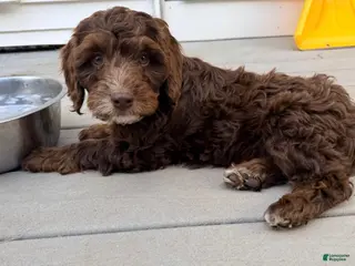 Mixed Breed dogs for sale: Austin Male - Ad 4