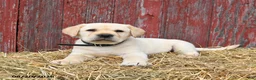 Labrador Retriever dogs for sale: Blake - Ad 5