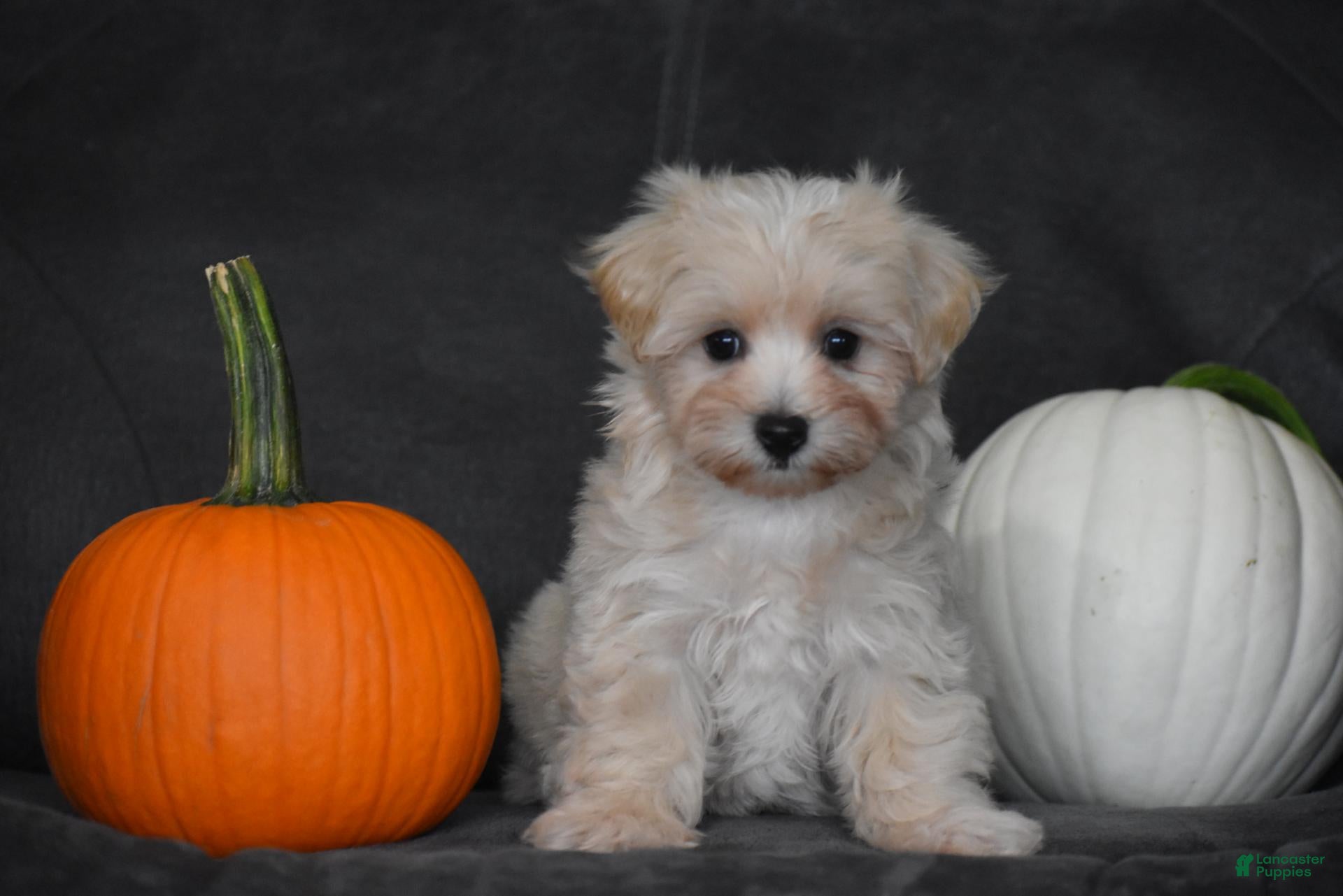Maltipoo dogs Melody - Ad 1