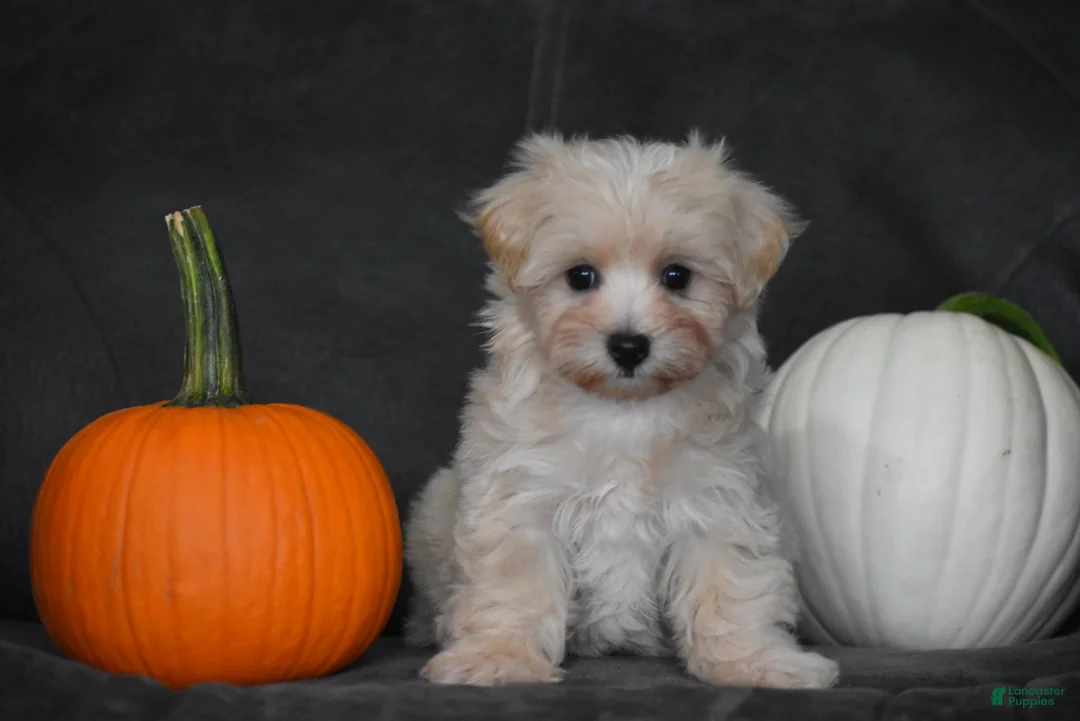 Maltipoo dogs for sale: Melody - Ad 1