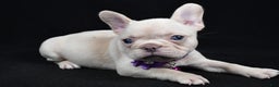 French Bulldog dogs for sale: Willow - Ad 2