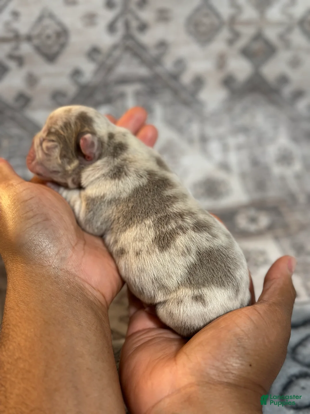 French Bulldog dogs for sale: Biggie - Ad 2
