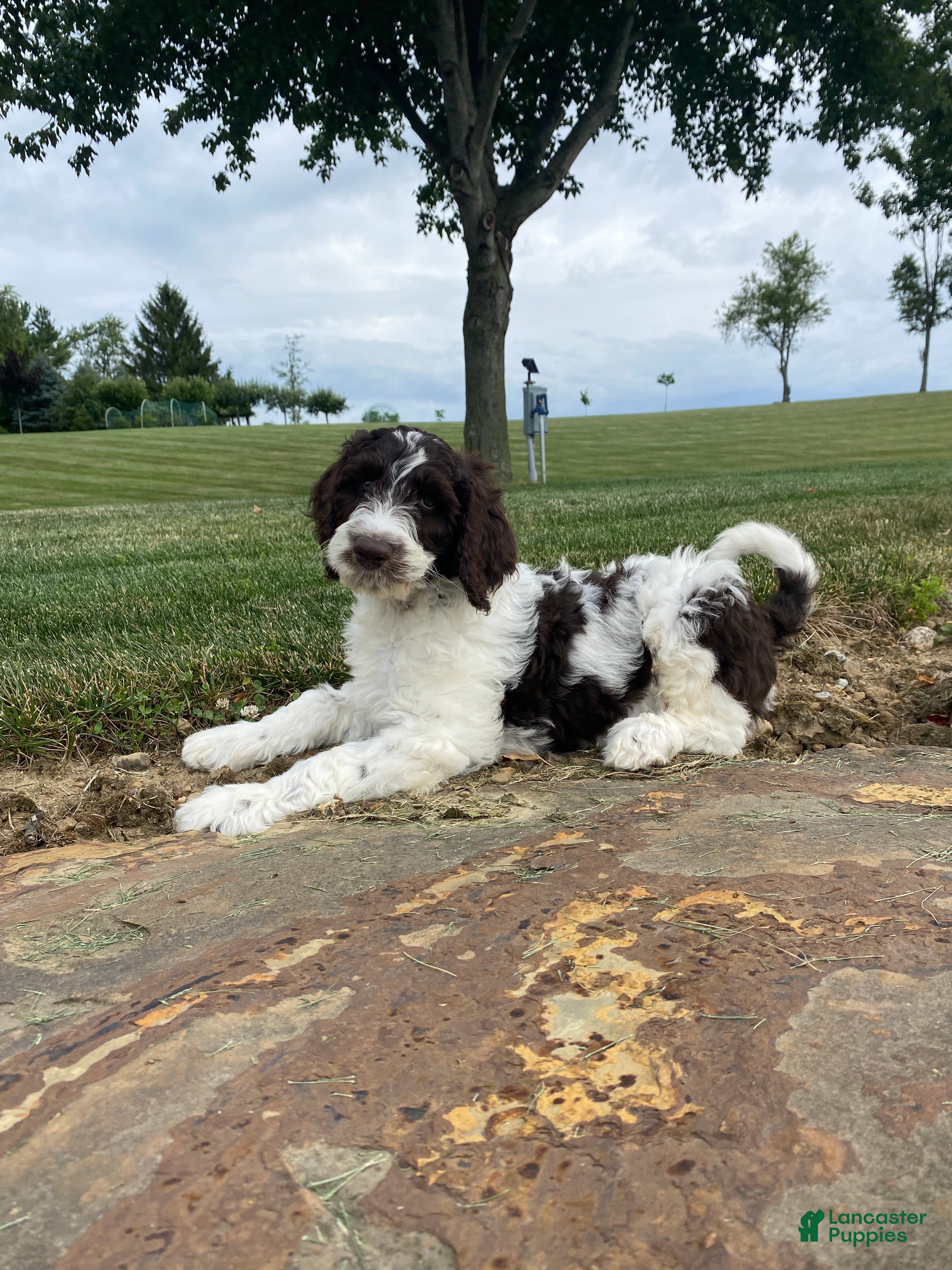 Labradoodle dogs  F1bb Baxter - Ad 1