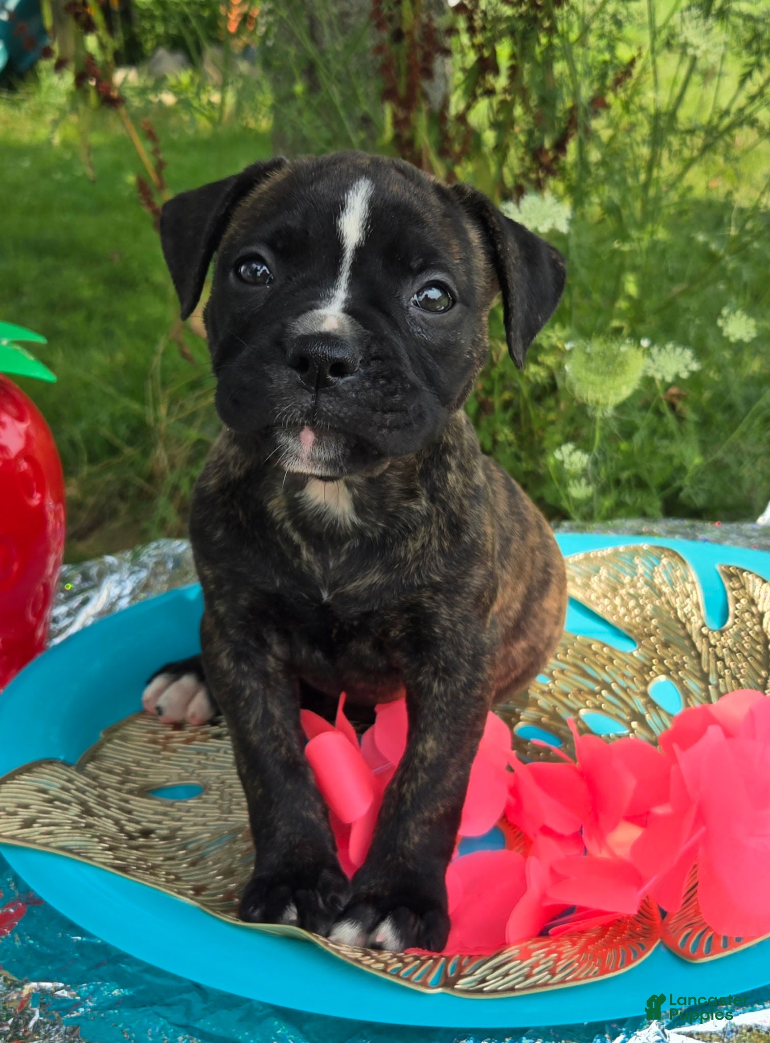 American Bulldog dogs Olivia - Ad 1