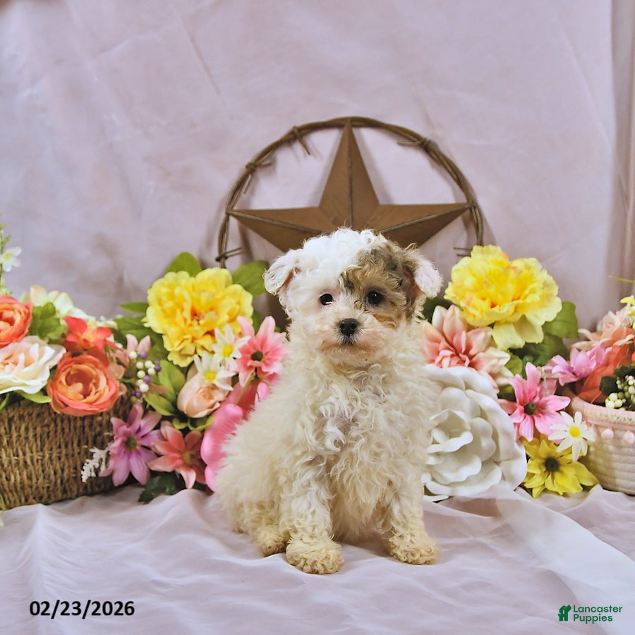 Miniature Poodle dogs Allie - Ad 1